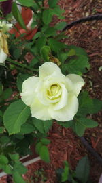 Close-up of orange rose