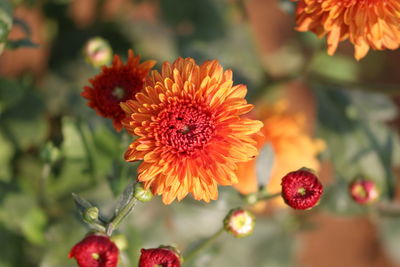 Close-up of flowers blooming outdoors