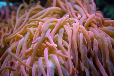 Close-up of coral in sea