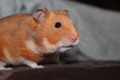 Extreme close-up of hamster looking away