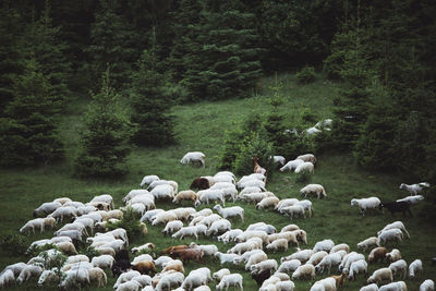 Flock of sheep by trees 