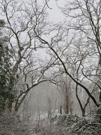 Low angle view of bare trees in forest during winter