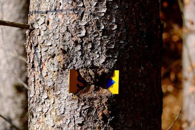 Close-up of tree trunk