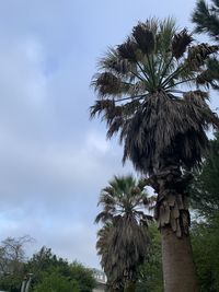 Low angle view of coconut palm tree against sky