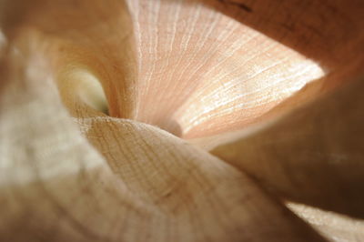Macro shot of flowering plant