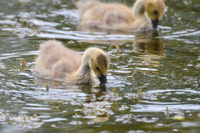 Mallard ducklings in lake