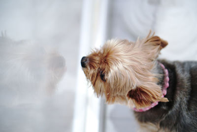 Close-up of dog looking at home