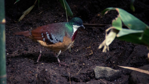 Close-up of bird on field