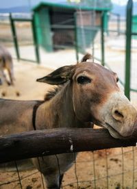 Close-up of horse in stable