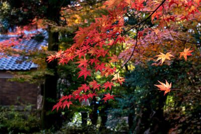 Red maple leaves on tree