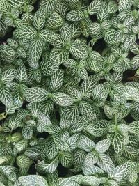 Full frame shot of succulent plant