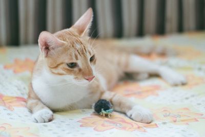 Portrait of cat relaxing on bed at home