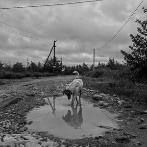 Rear view of dog on landscape against sky