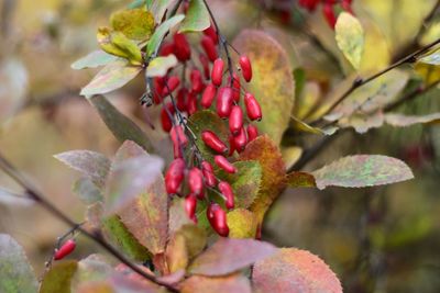 Close-up of red berries on plant