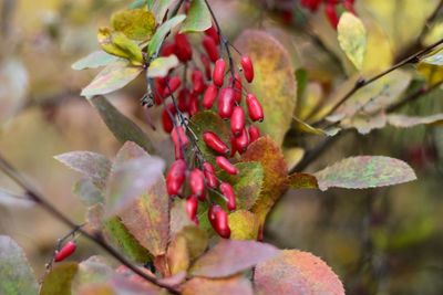 Barberries in autumn 