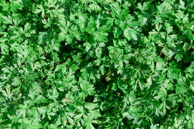 Parsley green leaves background . green vegetables growing