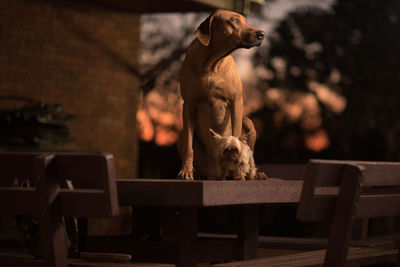 Dog looking away while sitting on bench