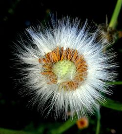 Close-up of flower against blurred background