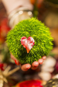 Close-up of strawberry growing on plant