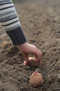 Cropped hand of child sowing potatoes in soil