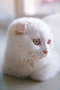 Close-up of cat looking away