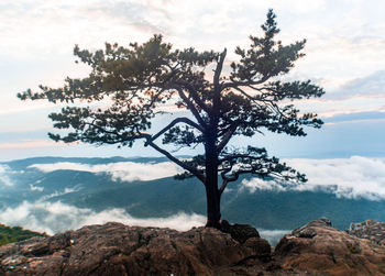 Tree on rock against sky