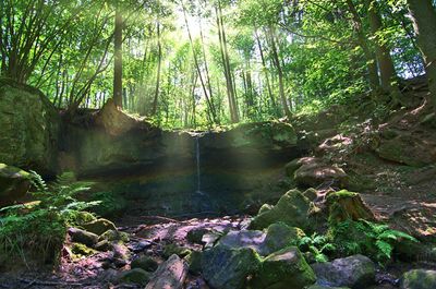 Scenic view of waterfall in forest