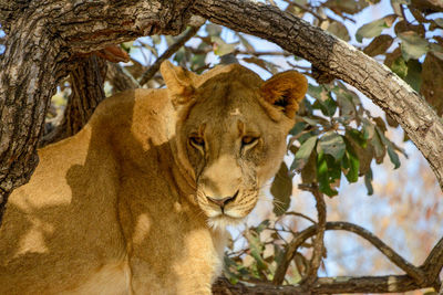 Close-up of tiger on tree