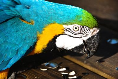 Close-up of parrot perching on wood