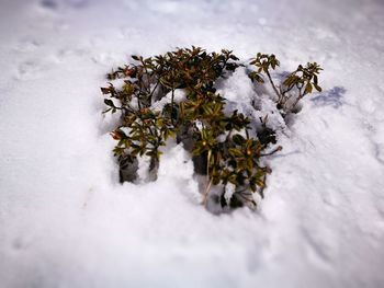 Close-up of tree during winter