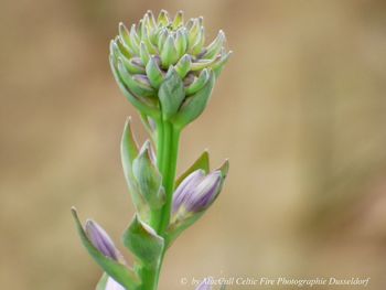 Close-up of flowering plant