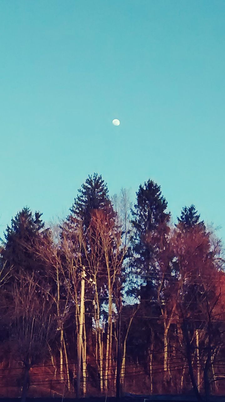 clear sky, tree, copy space, blue, low angle view, flying, nature, moon, tranquility, scenics, beauty in nature, growth, sky, outdoors, mid-air, night, tranquil scene, dusk, no people, building exterior