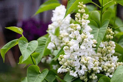 Close-up of plant