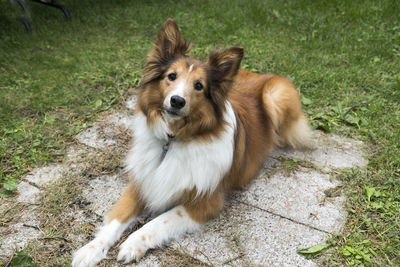 Mahogany and white shetland sheepdog lying down in garden looking up adoringly