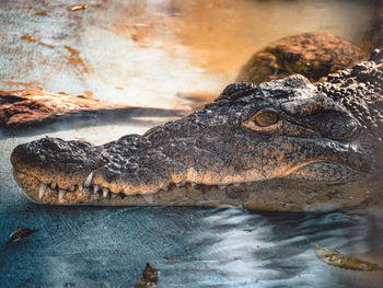 Close-up of crocodile in the sea