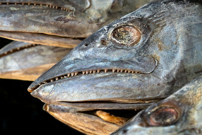 Close-up of fish