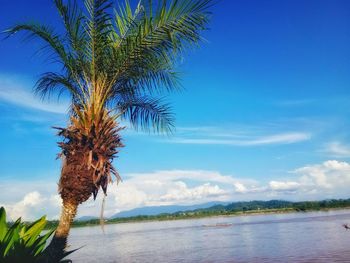 Palm tree by sea against blue sky