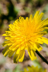 Close-up of yellow flowering plant