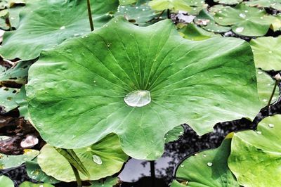 High angle view of wet plants