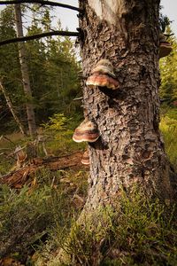 Close-up of mushroom growing on tree trunk