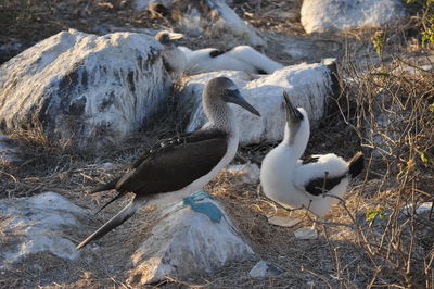 View of birds on beach