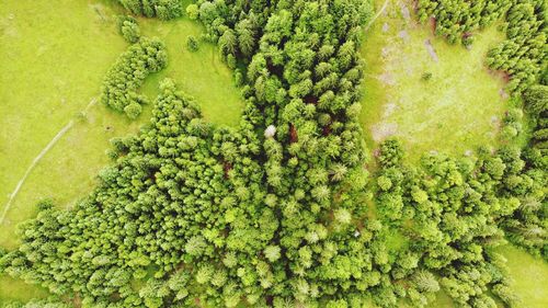 High angle view of fresh green plants on field