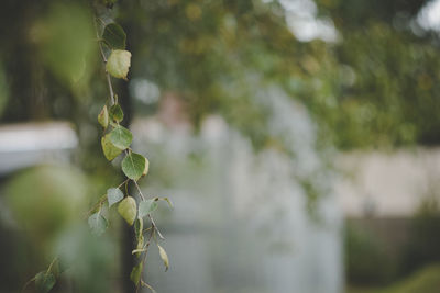 Close-up of plant