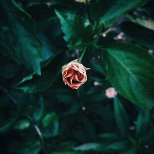 Close-up of rose blooming outdoors