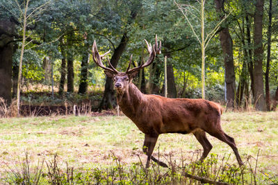 Side view of red deer walking on field