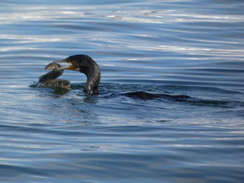 Side view of a duck swimming in sea