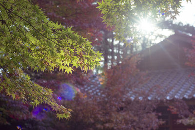 Low angle view of leaves on tree against bright sun