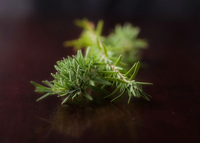 Close-up of rosemary on table