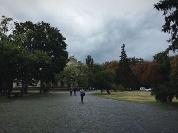 Trees in park