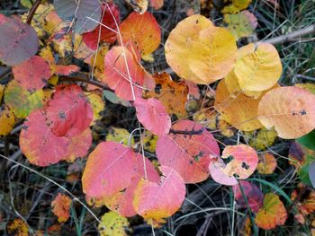 Close-up of autumn leaves on field